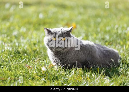 Eine fette britische Katze mit großen gelben Augen liegt auf grünem Gras mit gefallenen Blättern im Park. Fettleibige graue schottische Katze, die draußen auf dem Rasen ruht. Stockfoto
