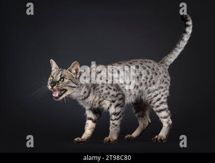 F4 Savannah Katze seitlich stehend. Von der Kamera wegschauen, den Mund weit offen schreien. Isoliert auf schwarzem Hintergrund. Stockfoto
