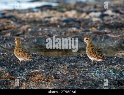 Eine Gruppe von europäischen Goldpfeifern (pluvialis apricaria) an der Küste bei Sonnenuntergang, Paphos, Zypern. Stockfoto