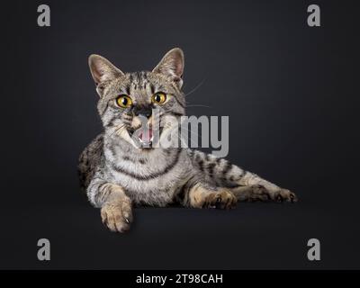F4 Savannah-Katze, die seitlich am Rand liegt. Ich schaue direkt in die Kamera, der Mund ist weit offen und lächelt. Isoliert auf schwarzem Hintergrund. Stockfoto