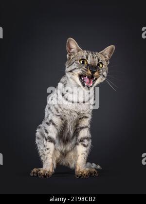 F4 Savannah Katze sitzt oben nach vorne. In die Kamera schauen, den Mund weit offen reden. Isoliert auf schwarzem Hintergrund. Stockfoto