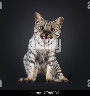 F4 Savannah Katze sitzt oben nach vorne. In die Kamera schauen, den Mund weit offen miauen. Isoliert auf schwarzem Hintergrund. Stockfoto