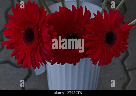 Blumenstrauß von roter Gerbera in Vase, Sofia, Bulgarien Stockfoto