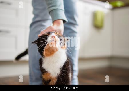 Hausleben mit Haustier. Die Katze wird mit ihrem Besitzer zu Hause begrüßt. Die Hand des Mannes streichelt eine Tabbykatze. Stockfoto