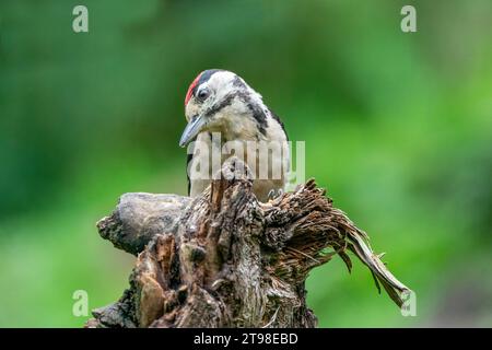 Großer Spechte Dendrocopos Major, Männchen dieses großen Vogels sitzt auf Baumstumpf, rote Federn, grüner diffuser Hintergrund, wilde Naturszene Stockfoto