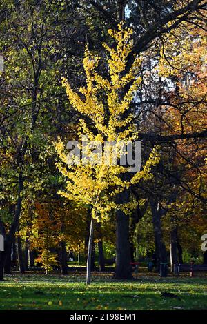 Lebhaftes Herbstgelb auf einem sonnendurchfluteten Laubbaum auf der Margareteninsel in Budapest Stockfoto