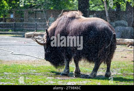 Ein Moschusochse, der während der Hitze in der Voliere des Moskauer Zoos mit Wassertropfen besprüht wurde Stockfoto