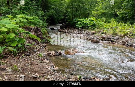 Steine am Fuße eines stürmischen Gebirgsflusses, der durch einen dichten grünen Wald fließt. Stockfoto