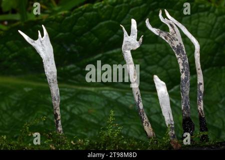 Xylaria hypoxylon (Kerzen-Schnupfpilz) ist eine Art biolumineszierenden Pilzes, die auf abgefallenen Ästen und verrottenden Stümpfen von breitblättrigen Bäumen vorkommt. Stockfoto