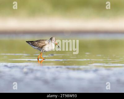 Die Rotschenkelernährung (Tringa totanus) in Feuchtgebieten Stockfoto