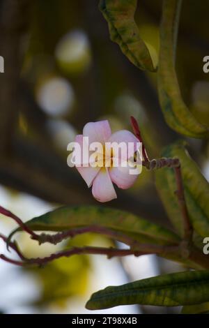 Frangipani Blume umgeben von Blättern und Zweigen. Stockfoto