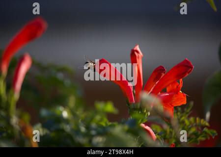 Bienenbestäubung Cape Geißblatt Blume. Stockfoto