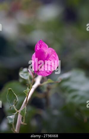 Papierblumenpflanze Hellrosa Blume. Stockfoto