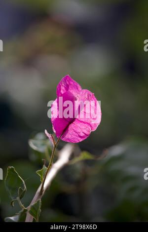 Papierblumenpflanze Hellrosa Blume. Stockfoto