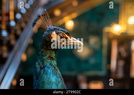 Nahaufnahme des Kopfes des gefüllten Pfaus, fotografiert im Leighton House Museum, Holland Park, West London UK. Stockfoto