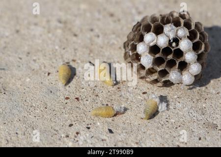 Ein Wespennest liegt auf dem Boden und daneben befinden sich mehrere Larven, die aus dem Nest gefallen sind Stockfoto