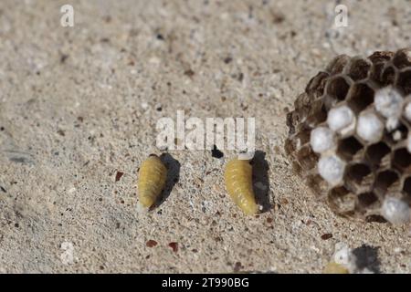 Ein Wespennest liegt auf dem Boden und daneben befinden sich mehrere Larven, die aus dem Nest gefallen sind Stockfoto