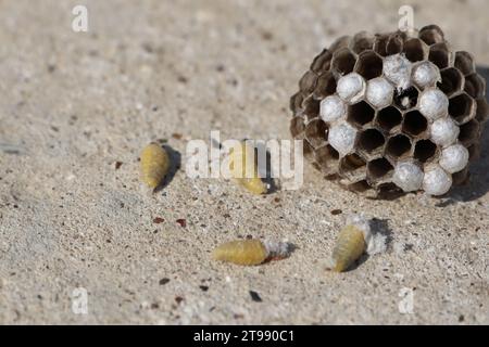 Ein Wespennest liegt auf dem Boden und daneben befinden sich mehrere Larven, die aus dem Nest gefallen sind Stockfoto