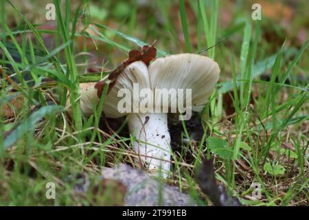 Pilze im Gras im Wald Stockfoto