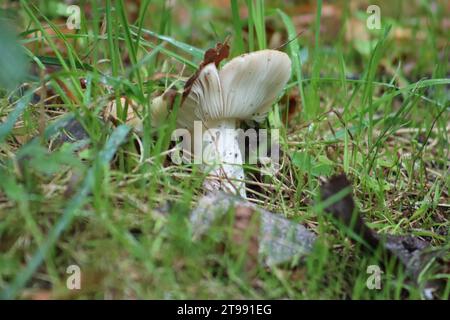 Pilze im Gras im Wald Stockfoto