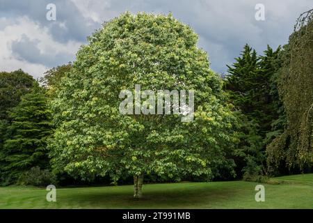 Ein wunderschöner kegelförmiger Eichenbaum in der Sommersonne Stockfoto