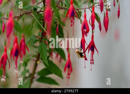 Nahaufnahme einer westlichen oder europäischen Honigbiene (APIs mellifera), die sich an Fuchsia-Hybridblumen (Fuchsia x hybrida) ernährt Stockfoto