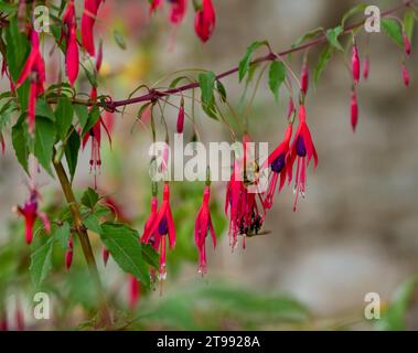 Nahaufnahme einer westlichen oder europäischen Honigbiene (APIs mellifera), die sich an Fuchsia-Hybridblumen (Fuchsia x hybrida) ernährt Stockfoto
