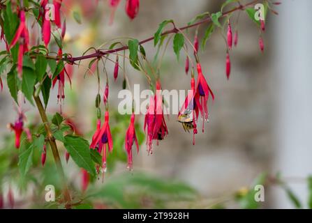 Nahaufnahme einer westlichen oder europäischen Honigbiene (APIs mellifera), die sich an Fuchsia-Hybridblumen (Fuchsia x hybrida) ernährt Stockfoto