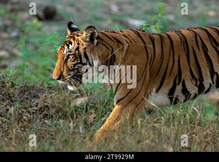 Erwachsene bengalische Tiger starren; Tiger starren; Sonnenschein auf dem Tigergesicht glitzernde Augen, ruhen in der Sonne; Katze im Sonnenlicht hebt Nagarhole NP Indien hervor Stockfoto