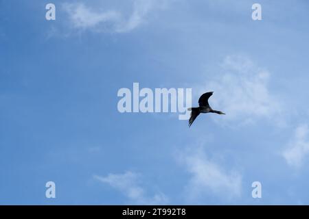 Ein Kormoran (Phalacrocorax carbo), der tief über dem Himmel fliegt Stockfoto