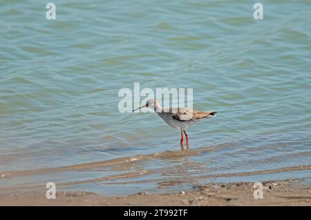 Rotschenkel (Tringa totanus), der im See speist. Stockfoto