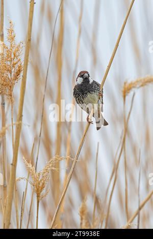 Spanischer Sparrow (Passer hispaniolensis), der auf einem Zweig im Schilf thront. Stockfoto