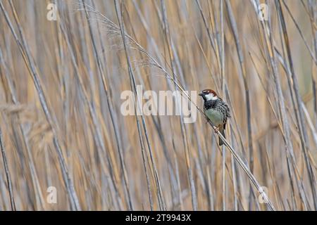 Spanischer Sparrow (Passer hispaniolensis), der auf einem Zweig im Schilf thront. Stockfoto