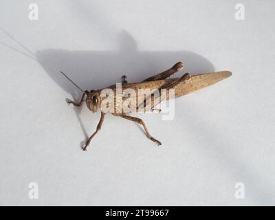 Grashüpfer wissenschaftlicher Name Orthoptera Caelifera von Tierinsekten Stockfoto