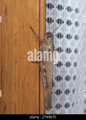 Grashüpfer wissenschaftlicher Name Orthoptera Caelifera von Tierinsekten Stockfoto