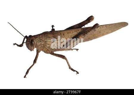 Grashüpfer wissenschaftlicher Name Orthoptera Caelifera von Tierinsekten isoliert auf weißem Hintergrund Stockfoto