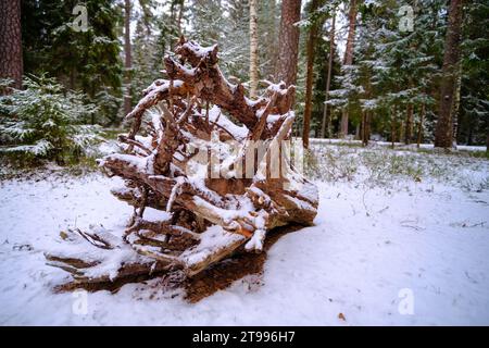 Eine große Baumwurzel fiel. Eine eigenartige Naturbildung im Winter. Stockfoto