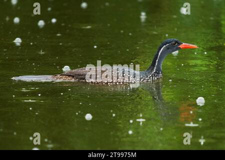 Afrikanischer Flossenfuß - Podica senegalensis Wasservogel von Heliornithidae (die Flossenfüße und Sonnenrebe), Flüsse und Seen Afrikas, Wasservögel schwimmen in Stockfoto