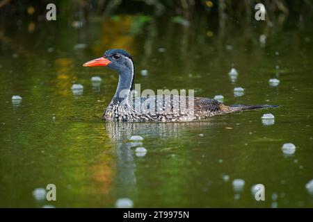 Afrikanischer Flossenfuß - Podica senegalensis Wasservogel von Heliornithidae (die Flossenfüße und Sonnenrebe), Flüsse und Seen Afrikas, Wasservögel schwimmen in Stockfoto