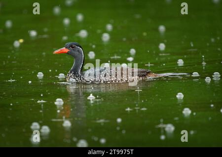 Afrikanischer Flossenfuß - Podica senegalensis Wasservogel von Heliornithidae (die Flossenfüße und Sonnenrebe), Flüsse und Seen Afrikas, Wasservögel schwimmen in Stockfoto