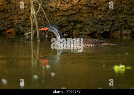 Afrikanischer Flossenfuß - Podica senegalensis Wasservogel von Heliornithidae (die Flossenfüße und Sonnenrebe), Flüsse und Seen Afrikas, Wasservögel schwimmen in Stockfoto