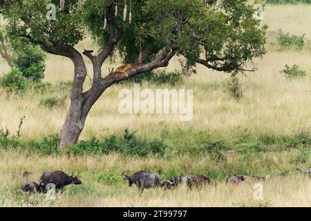 Löwin auf dem Baum über der Büffelherde im Murchison Falls National Park in Uganda Afrika. Löwe - Panthera leo König der Tiere. Löwe - der Stockfoto