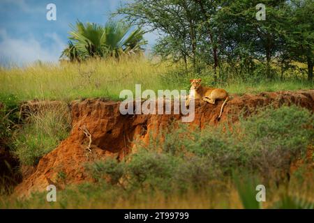 Löwin liegt auf dem Hügel im Busch im Murchison Falls National Park in Uganda Afrika. Löwe - Panthera leo König der Tiere. Löwe - der größte Stockfoto