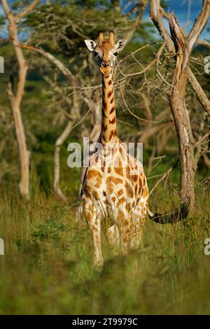 Rothschildgiraffe - Giraffa camelopardalis rothschildi Unterart der Nordgiraffe, auch Baringo oder Nubian oder als ugandische Giraffe, Long n Stockfoto