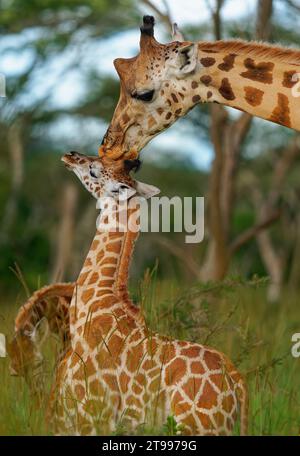 Mutter Liebe der Rothschildgiraffe - Giraffa camelopardalis rothschildi Unterart der Nordgiraffe, auch Baringo oder Nubian oder als Ugander Stockfoto