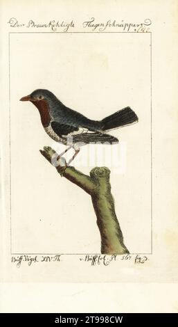 Braunhaltiges Flederauge, Platysteira cyanea. Der Braunkehligte Fliegenschnapper. Le Gobe-mouche a Gorge brune de Senegal, Muscicapa melanoptera. Planche 567. Handkolorierter Kupferstich nach einer Illustration von Francois-Nicolas Martinet aus Bernhard Christian Ottos Ausgabe von Comte de Buffons Naturgeschichte der Vogel, Naturgeschichte der Vögel, Ben Joachim Pauli, Berlin, 1788. Stockfoto