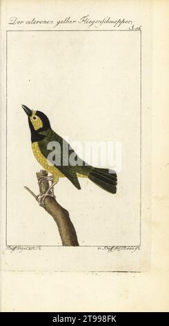 Kapuzenmütze, Setophaga citrina. Der citrongelbe Fliegenschnapper. Le Gobe-mouche de Louisiana. Handkolorierter Kupferstich nach einer Illustration von Francois-Nicolas Martinet aus Bernhard Christian Ottos Ausgabe von Comte de Buffons Naturgeschichte der Vogel, Naturgeschichte der Vögel, Ben Joachim Pauli, Berlin, 1788. Stockfoto