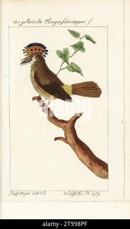 Königlicher Fliegenfänger des Amazonas, Onychorhynchus coronatus. Der gekronte Fliegenschnaepper, le ROI de Gobe-Mouches. Planche 289. Handkolorierter Kupferstich nach einer Illustration von Francois-Nicolas Martinet aus Bernhard Christian Ottos Ausgabe von Comte de Buffons Naturgeschichte der Vogel, Naturgeschichte der Vögel, Ben Joachim Pauli, Berlin, 1788. Stockfoto