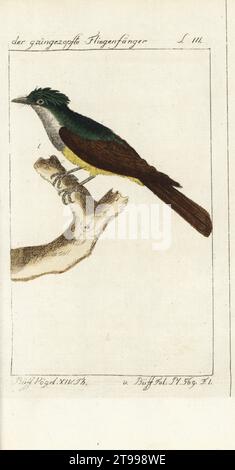 Großer Fliegenfänger, Myiarchus crinitus. Der grungezopfte Fliegenfanger, Turdus cristatus, Gobe-mouche a ventre jaune de Cayenne. Buffon Planche 569. Handkolorierter Kupferstich nach einer Illustration von Francois-Nicolas Martinet aus Bernhard Christian Ottos Ausgabe von Comte de Buffons Naturgeschichte der Vogel, Naturgeschichte der Vögel, Ben Joachim Pauli, Berlin, 1788. Stockfoto