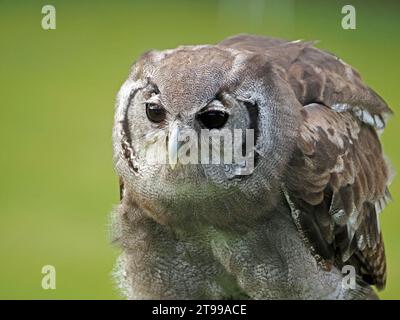 Der ausgebildete Verreaux-Eulen (Ketupa lactea), Milchadlereule oder Riesenadlereule mit heftigem Blick im guten Licht - Schottland, Großbritannien Stockfoto